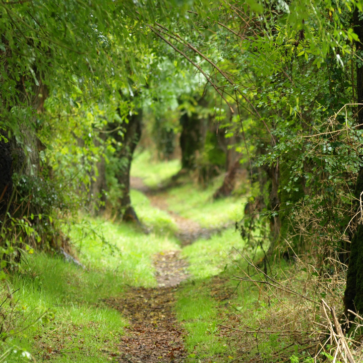 le sentier